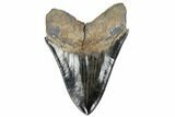 Serrated, Fossil Megalodon Tooth - Collector Quality #119384-2